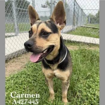 CARMEN -  Pit Bull Terrier and Mixed Breed Dog for Adoption in Conroe, Texas - CARMEN | PetCurious