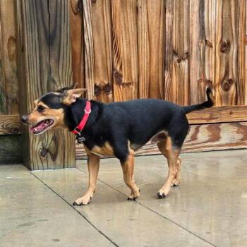 Ricky -  Mixed Breed Dog for Adoption in Freeport, Florida - Ricky | PetCurious