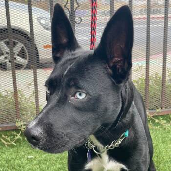 Rescue Husky and Mixed Breed Dogs for Adoption in San Francisco, California - Egypt | PetCurious