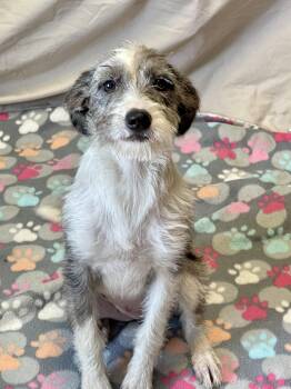 Pistachio -  Mixed Breed Dog for Adoption in Lacon, Illinois - Pistachio | PetCurious