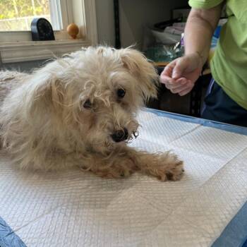 Male 3 - partners -  Miniature Schnauzer Dog for Adoption in Hohenwald, Tennessee - Male 3 - Partners | PetCurious
