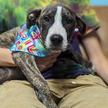 Rescue Mixed Breed Dogs for Adoption in Savannah, Georgia - Catfish | PetCurious