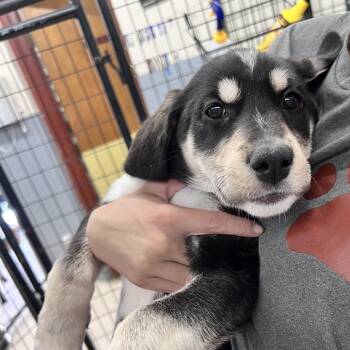 Cordelia -  Husky Dog for Adoption in Grand Junction, Colorado - Cordelia | PetCurious