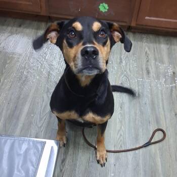 Guy Fieri -  Mixed Breed Dog for Adoption in Summerville, South Carolina - Guy Fieri | PetCurious