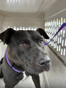 Rescue Pit Bull Terrier Dogs for Adoption in La Grange, Kentucky - Morpheus | PetCurious