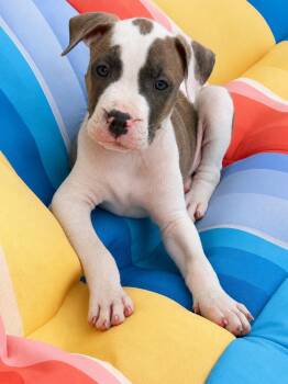 BMO -  American Bulldog and American Staffordshire Terrier Dog for Adoption in Phoenix, Arizona - BMO | PetCurious