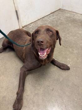 Rescue Labrador Retriever Dogs for Adoption in Rosenberg, Texas - CHARLIE | PetCurious