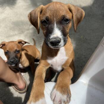 Mixed Breed Dogs Available for Adoption in Vaughan, Ontario - Kojak | PetCurious