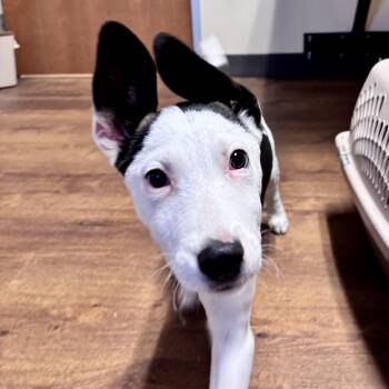 Terrier and Retriever Dogs Available for Adoption - Soren | PetCurious