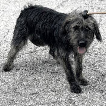 Fringe -  Wirehaired Terrier Dog for Adoption in Warrensburg, Missouri - Fringe | PetCurious