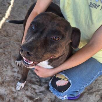 Rescue Catahoula Leopard Dog Dogs for Adoption in Carmel Hamlet, New York - Roxanne | PetCurious