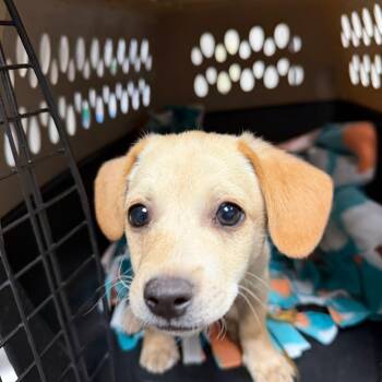 Chihuahua and Mixed Breed Dogs Available for Adoption in Yuma, Arizona - Enzo | PetCurious
