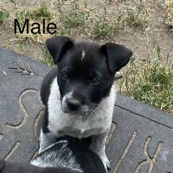 T-Rex -  Cattle Dog and Mixed Breed Dog for Adoption in Tacoma, Washington - T-Rex | PetCurious