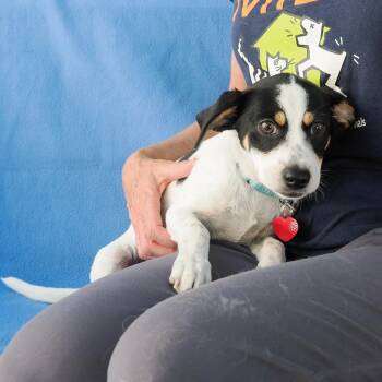 ZIGGY -  Chihuahua and Terrier Dog for Adoption in Richmond, California - ZIGGY | PetCurious