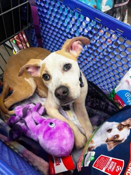 Basia -  Mixed Breed Dog for Adoption in Pleasant Ridge, Michigan - Basia | PetCurious