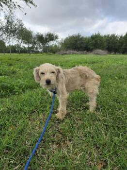 Mixed Breed Dogs Available for Adoption in Gainesville, Virginia - Miranda (Coming Soon) | PetCurious