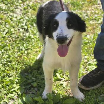 Border Collie Dogs Available for Adoption in Zaleski, Ohio - Rodeo | PetCurious