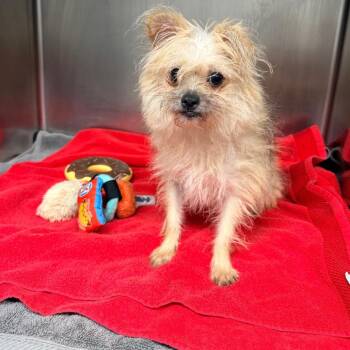 Laila -  Chihuahua and Shih Tzu Dog for Adoption in Newark, New Jersey - Laila | PetCurious