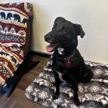 Rescue Black Labrador Retriever and German Shepherd Dog Dogs for Adoption in Lavon, Texas - Taylor | PetCurious