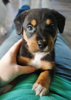 Rescue Beagle Dogs for Adoption in Newport, Kentucky - Love | PetCurious