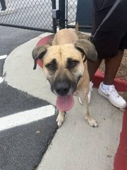 Elaine -  Mixed Breed Dog for Adoption in Atlanta, Georgia - Elaine | PetCurious