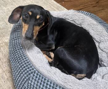 Dachshund Dogs Available for Adoption in Lawrenceville, Georgia - Lottie | PetCurious