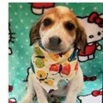 Brittany (Beagles Litter) -  Beagle and Mixed Breed Dog for Adoption in Clearwater, Florida - Brittany (Beagles Litter) | PetCurious