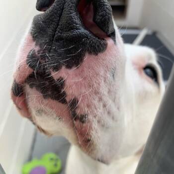 Fiona Sophia -  Great Dane Dog for Adoption in Reno, Nevada - Fiona Sophia | PetCurious