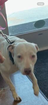 Rescue Pit Bull Terrier and Mixed Breed Dogs for Adoption in Texas City, Texas - MACY | PetCurious