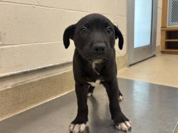 Labrador Retriever and Mixed Breed Dogs Available for Adoption in Grand Prairie, Texas - SAPPHIRE | PetCurious
