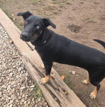 TEXAS RAINE -  German Shepherd Dog and Husky Dog for Adoption in Carroll, Ohio - TEXAS RAINE | PetCurious