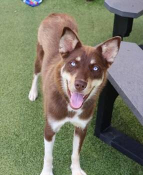 Nani -  Mixed Breed Dog for Adoption in Athens, Georgia - Nani | PetCurious
