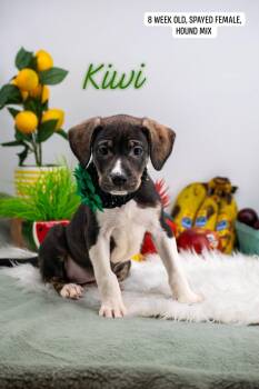 Kiwi -  Hound and Labrador Retriever Dog for Adoption in Sevierville, Tennessee - Kiwi | PetCurious