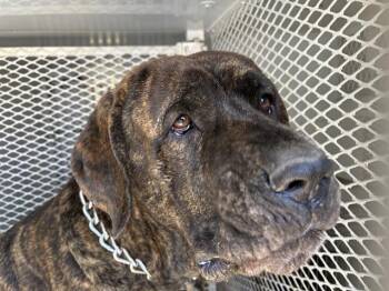 Adonis - URGENT -  Mastiff Dog for Adoption in Thousand Oaks, California - Adonis - URGENT | PetCurious