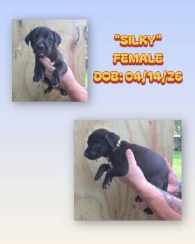 Catahoula Leopard Dog and Australian Shepherd Dogs Available for Adoption in Baker, Louisiana - Silky | PetCurious