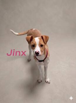 Jack Russell Terrier and Mixed Breed Dogs Available for Adoption in Hackettstown, New Jersey - JINX | PetCurious