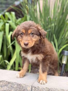 Clementine -  Australian Shepherd Dog for Adoption in North Freedom, Wisconsin - Clementine | PetCurious