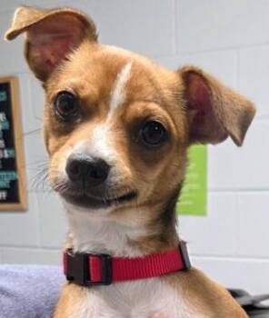 Little Man -  Chihuahua Dog for Adoption in North Myrtle Beach, South Carolina - Little Man | PetCurious