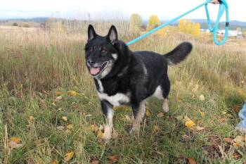 Rescue Mixed Breed Dogs for Adoption in Mccall, Idaho - Teton | PetCurious