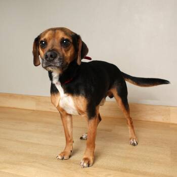 Beagle and Mixed Breed Dogs Available for Adoption in Minnetonka, Minnesota - Copper D68794 | PetCurious