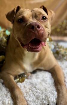 Rescue Pit Bull Terrier and American Staffordshire Terrier Dogs for Adoption in Watertown, Connecticut - Nova | PetCurious