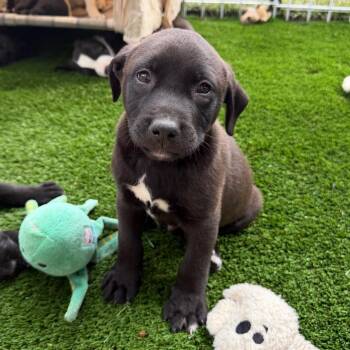 Mixed Breed Dogs Available for Adoption - Mike | PetCurious