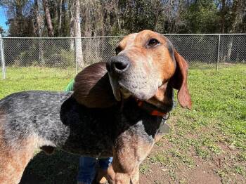 Bluetick Coonhound Dogs Available for Adoption - Rooster | PetCurious