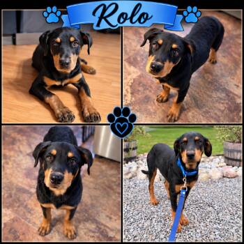 Rolo -  Doberman Pinscher and Rottweiler Dog for Adoption in Northville, Michigan - Rolo | PetCurious