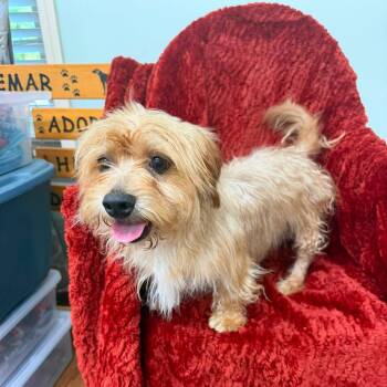 Cody -  Terrier Dog for Adoption in Meridian, Mississippi - Cody | PetCurious
