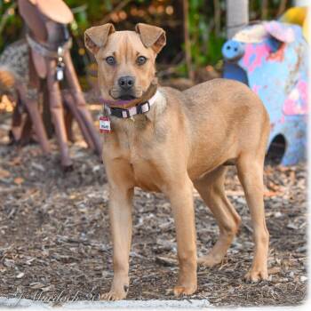 Labrador Retriever Dogs Available for Adoption - Dreamer | PetCurious