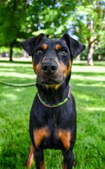 Doberman Pinscher and Mixed Breed Dogs Available for Adoption in Yakima, Washington - Itzly | PetCurious