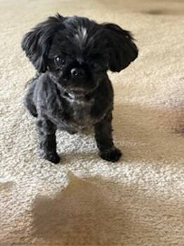Rescue Shih Tzu Dogs for Adoption in Eden Prairie, Minnesota - KARA | PetCurious