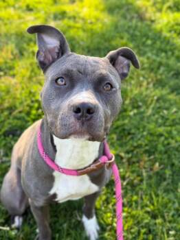 Pit Bull Terrier Dogs Available for Adoption in Chicago, Illinois - Octavia | PetCurious