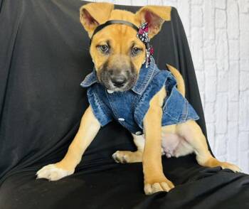 Black Mouth Cur Dogs Available for Adoption - Biscuit | PetCurious